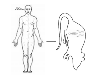 IACA..png