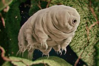 Tardigrade.jpg